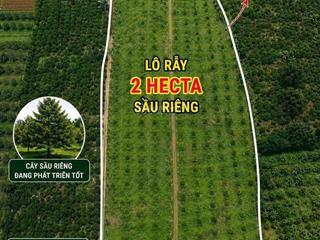 Chủ gởi bán 2 hec sầu riêng năm 2, cách quốc lộ 14 vài trăm mét, bê tông tận rẫy