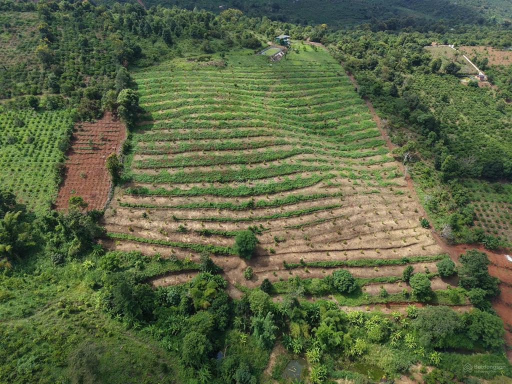 Bán 3 héc full sầu riêng năm 2, bám suối, đất hơi dốc, cách ql 14 2km, oto tới tận nơi