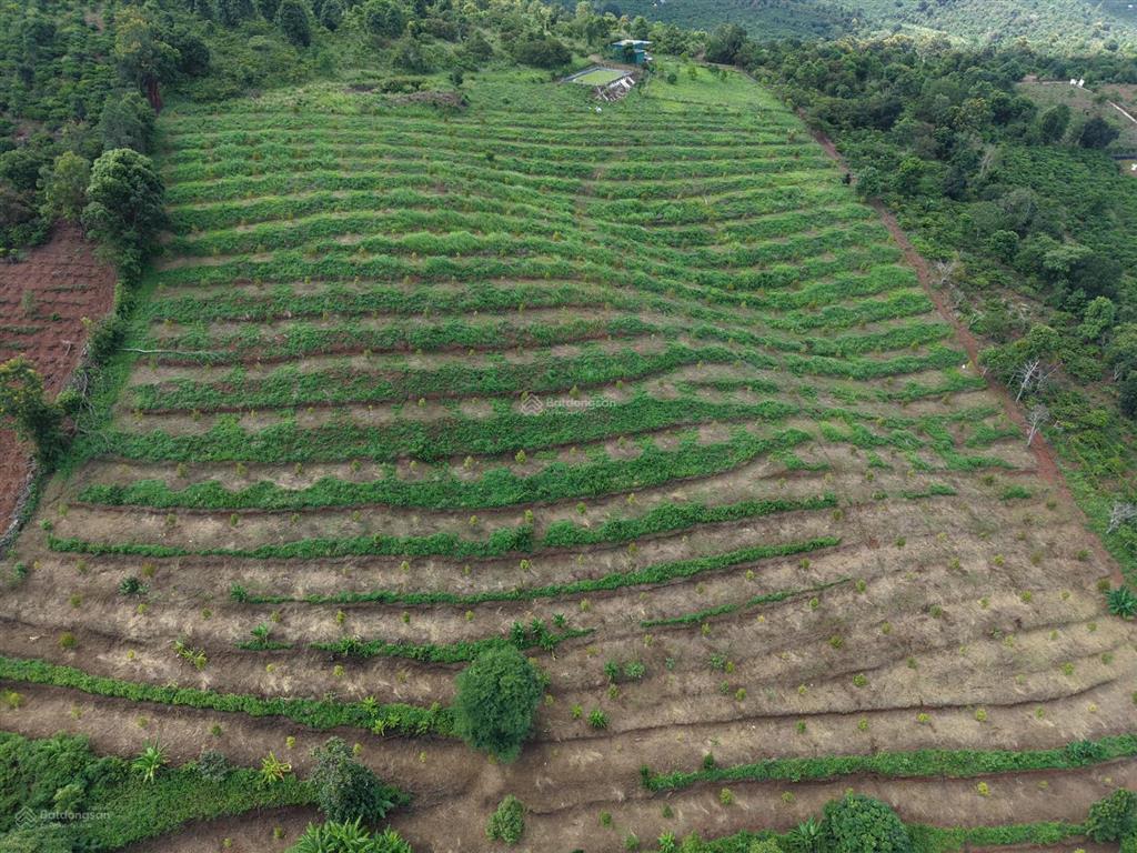 Bán 3 héc full sầu riêng năm 2, bám suối, đất hơi dốc, cách ql 14 2km, oto tới tận nơi