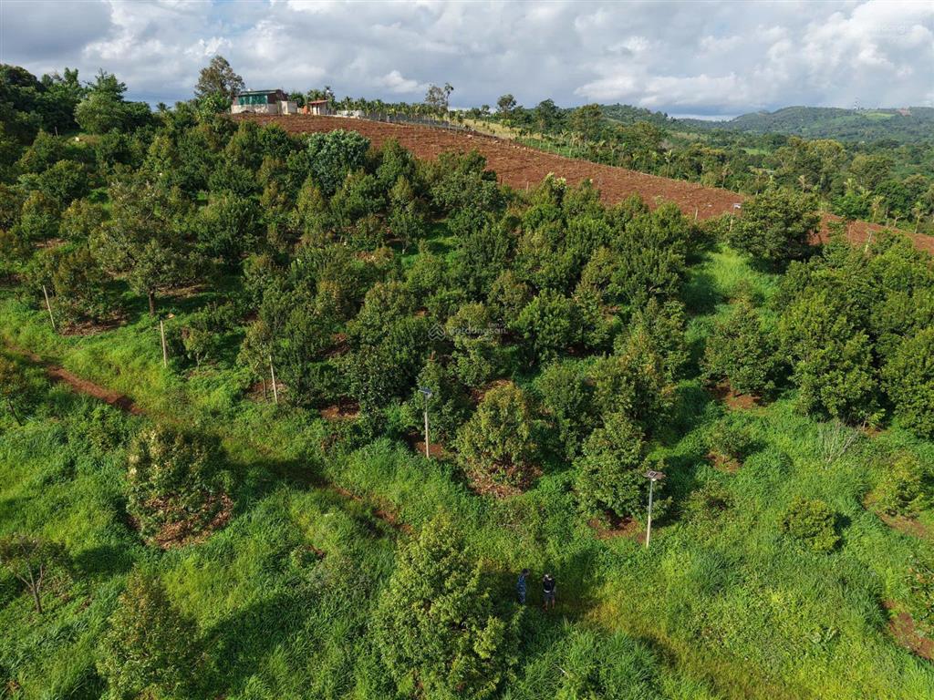 Bán rẫy sầu riêng 2,64ha 100m mặt tiền đường nhựa sẵn 1.000m2 thổ cư