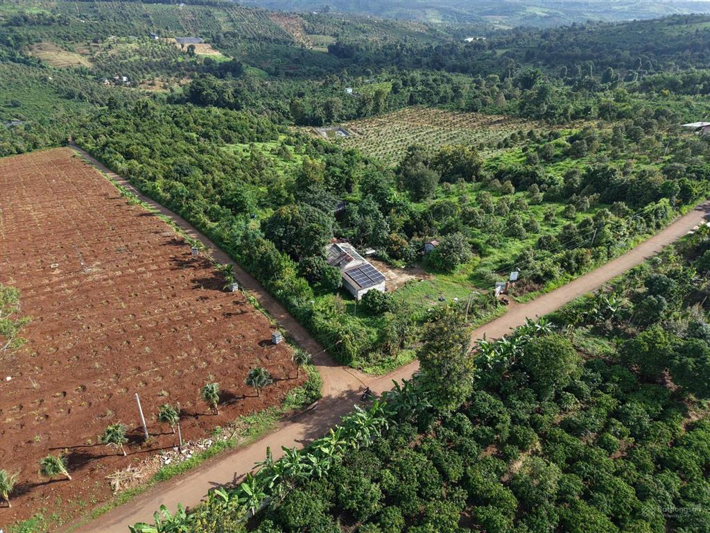 Bán rẫy sầu riêng 2,64ha 100m mặt tiền đường nhựa sẵn 1.000m2 thổ cư