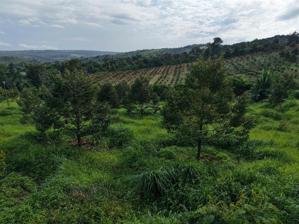 Bán rẫy sầu riêng 2,64ha 100m mặt tiền đường nhựa sẵn 1.000m2 thổ cư