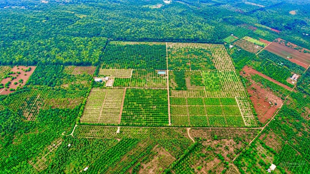 Chuyển nhượng 23 héc đất tại cư m'gar, 1300 cây sầu riêng năm 7 và 15ha đất trống