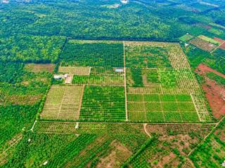 Chuyển nhượng 23 héc đất tại cư m'gar, 1300 cây sầu riêng năm 7 và 15ha đất trống