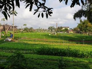 Bán "resort mini" 1000m2 ở trà quế chỉ 3x tỷ doanh thu gần 150tr/ tháng.