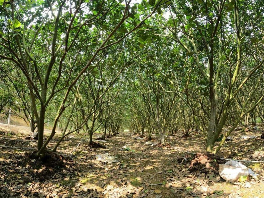 Bán 20000m2 đất có 1000m2 thổ cư sau giáp suối có trang trại bưởi da xanh trên đất
