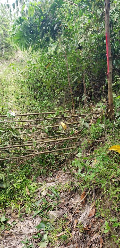 Bán đất rẫy diên lâm khu vực mỏ đá hòn ngang 1,5 ha. giá 600tr