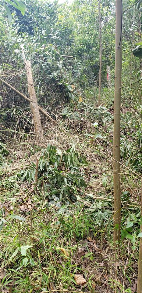 Bán đất rẫy diên lâm khu vực mỏ đá hòn ngang 1,5 ha. giá 600tr