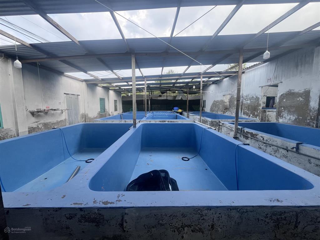 Bán nhà xưởng chăn nuôi thuỷ hải sản, chủ lớn tuổi nên cần sang nhượng lại, 3000m2, có hơn 100 bể