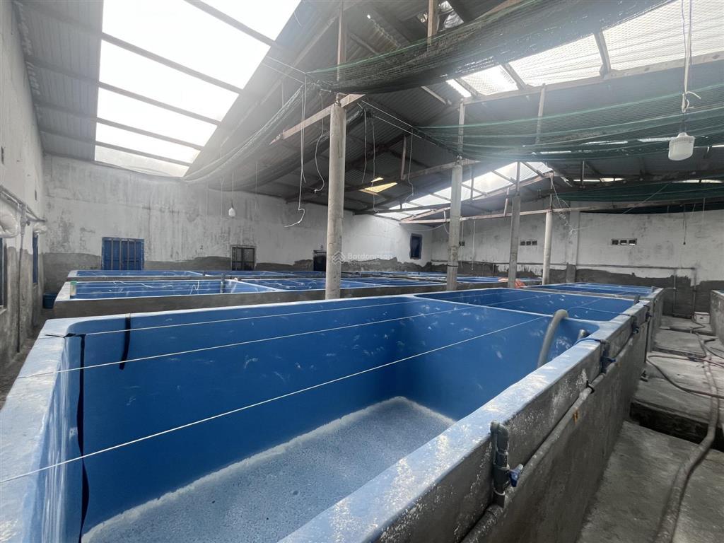 Bán nhà xưởng chăn nuôi thuỷ hải sản, chủ lớn tuổi nên cần sang nhượng lại, 3000m2, có hơn 100 bể