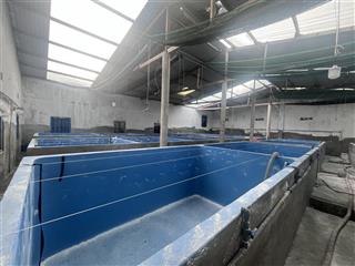 Bán nhà xưởng chăn nuôi thuỷ hải sản, chủ lớn tuổi nên cần sang nhượng lại, 3000m2, có hơn 100 bể