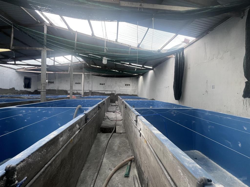 Bán nhà xưởng chăn nuôi thuỷ hải sản, chủ lớn tuổi nên cần sang nhượng lại, 3000m2, có hơn 100 bể