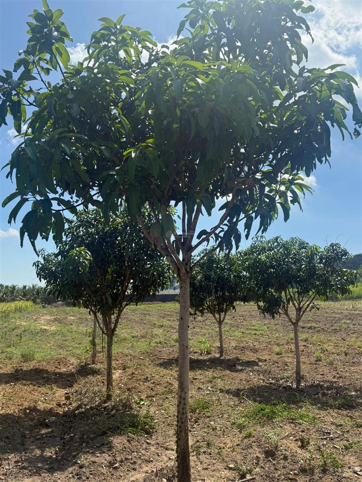 Bán lô đất có vườn xoài đối diện khu công nghiệp ninh xuân 1, 2 cách đường tỉnh lộ 400m