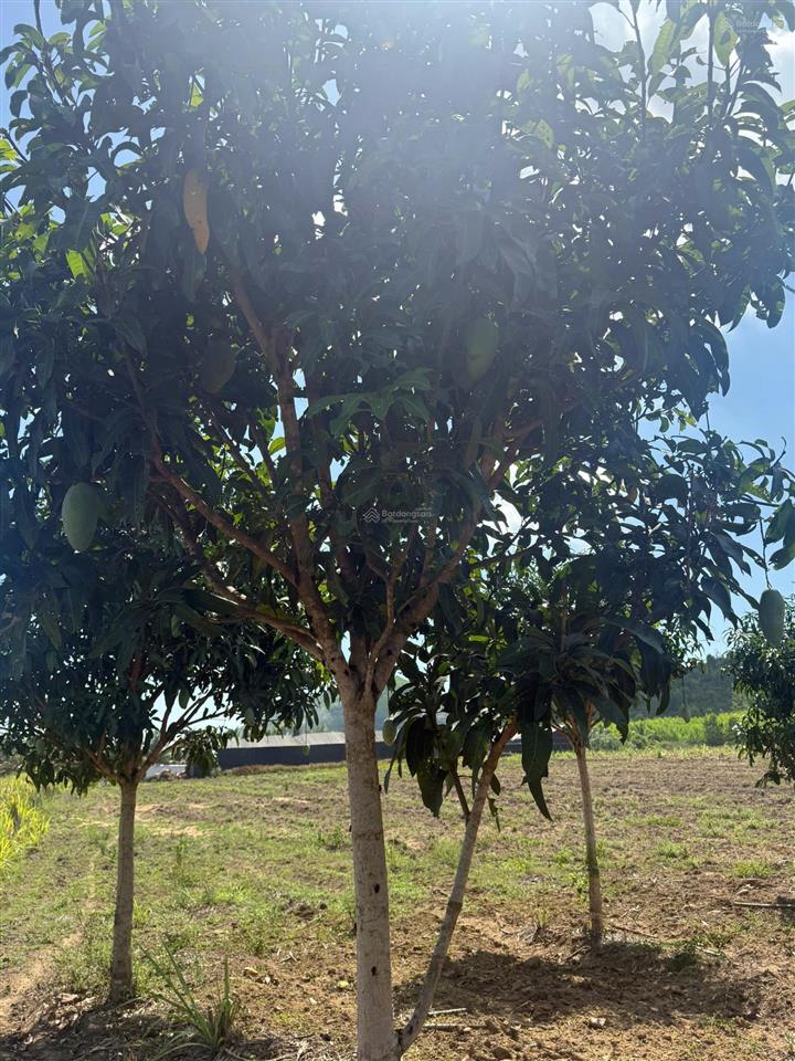 Bán lô đất có vườn xoài đối diện khu công nghiệp ninh xuân 1, 2 cách đường tỉnh lộ 400m