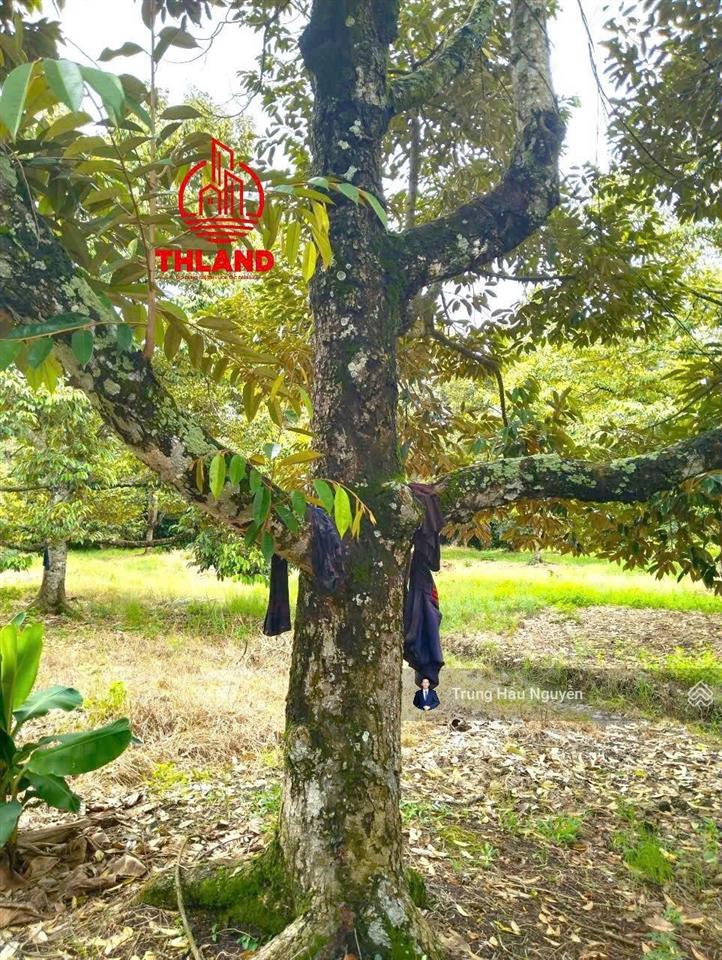 Đất vườn cây ăn trái  gần ngã 3 gò chùa và khu công nghiệp hiệp thạnh. lộ ô tô 3.5m, 127m mặt tiền