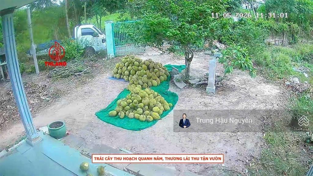 Đất vườn cây ăn trái  gần ngã 3 gò chùa và khu công nghiệp hiệp thạnh. lộ ô tô 3.5m, 127m mặt tiền