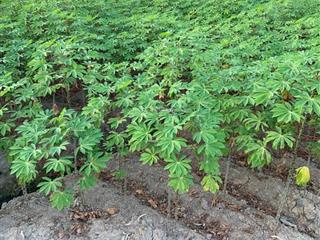 Bán đất vườn diện tích lớn  thích hợp làm nhà vườn, nghỉ dưỡng  tại phú an tp.hcm mới