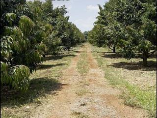 Cần bán hơn 3.2 hecta (32.830m²) sầu riêng đang cho thu hoạch
