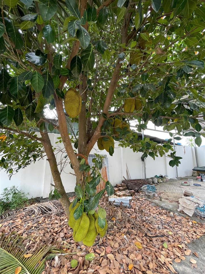 Đất vườn suối tiên mặt tiền đường nhựa, bên hông nhà thờ
