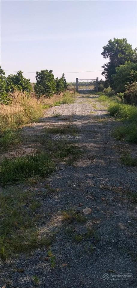 Bán rẻ 1,8ha đất đang trồng sầu riêng, chỉ 7,7tỷ, gò dầu, tây ninh, mỗi năm thu hoạch khoảng 10 tấn