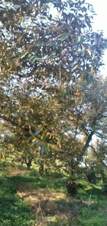 Bán rẻ 1,8ha đất đang trồng sầu riêng, chỉ 7,7tỷ, gò dầu, tây ninh, mỗi năm thu hoạch khoảng 10 tấn