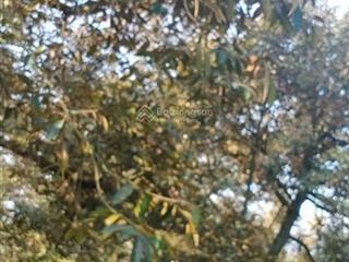 Bán rẻ 1,8ha đất đang trồng sầu riêng, chỉ 7,7tỷ, gò dầu, tây ninh, mỗi năm thu hoạch khoảng 10 tấn