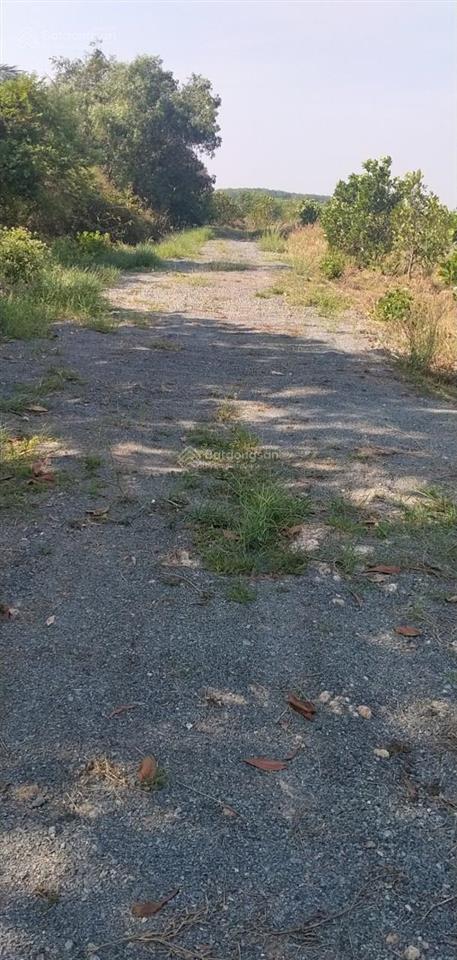 Bán rẻ 1,8ha đất đang trồng sầu riêng, chỉ 7,7tỷ, gò dầu, tây ninh, mỗi năm thu hoạch khoảng 10 tấn