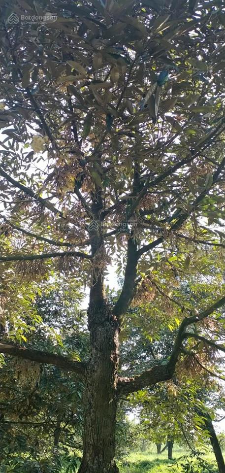 Bán rẻ 1,8ha đất đang trồng sầu riêng, chỉ 7,7tỷ, gò dầu, tây ninh, mỗi năm thu hoạch khoảng 10 tấn