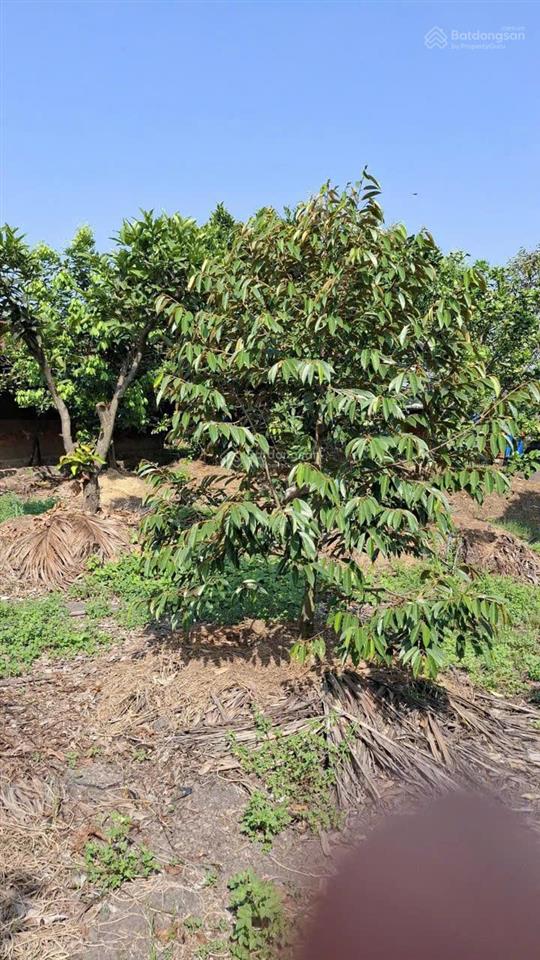 Bán gấp đất 1.400m² quy hoạch kdc  gần bv xuyên á  đường xe tải  giá chỉ 5,5 tỷ