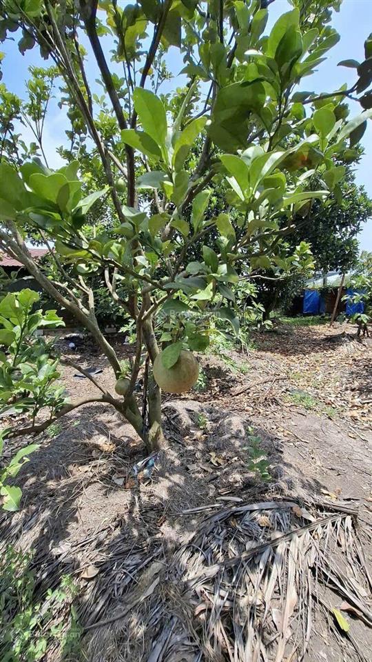 Bán gấp đất 1.400m² quy hoạch kdc  gần bv xuyên á  đường xe tải  giá chỉ 5,5 tỷ