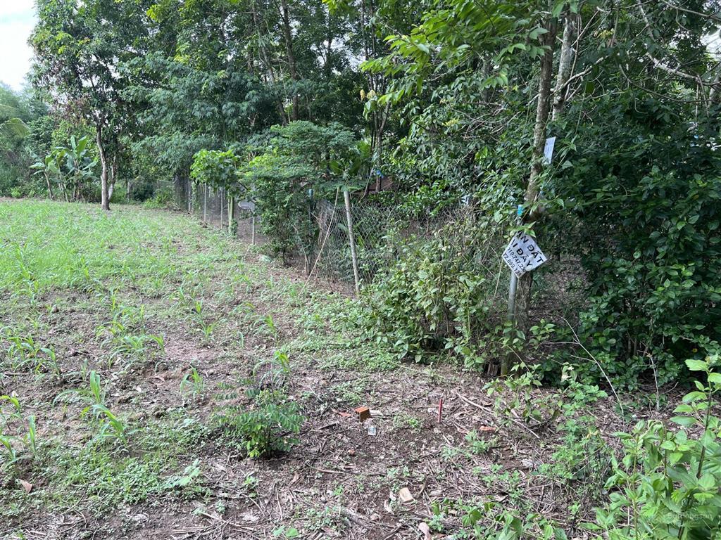 Bán thửa đất 323.1m2 xã tân phước, huyện đồng phú, tỉnh bình phước
