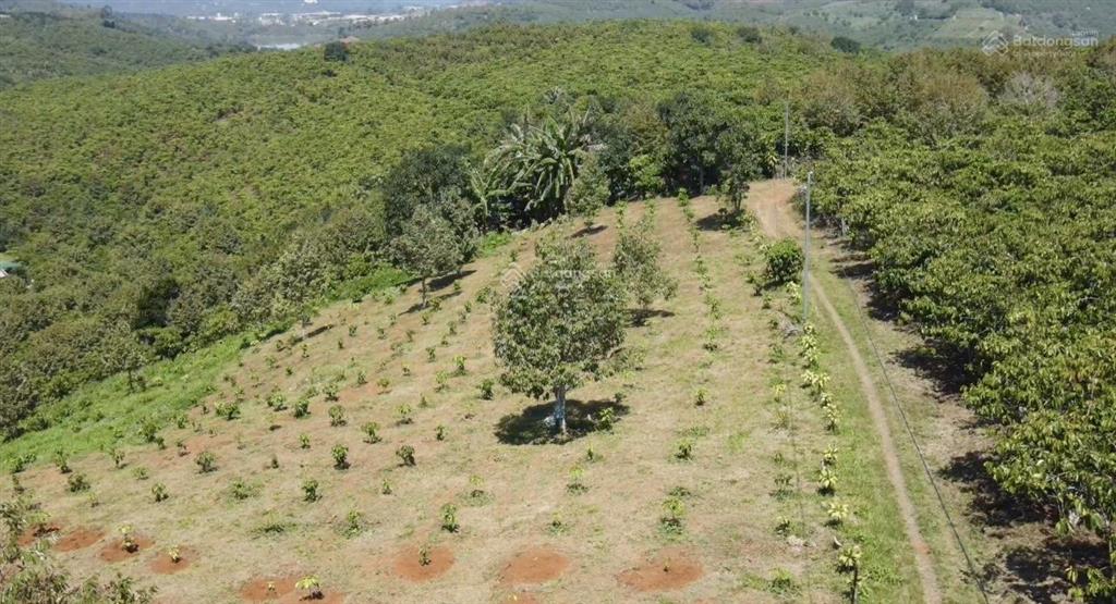 3121m2 đất vườn tân lạc  lâm đồng  có 70m mặt tiền đường ô tô (chỉ 1,7 tỷ)