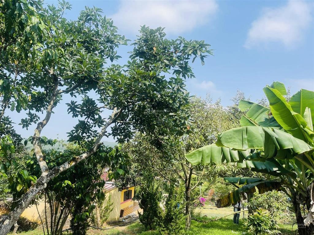 1,4ha  nhà vườn lộc đức  lâm đồng  sẵn 400m2 thổ cư. ao, suối cây ăn trái chỉ 4,9 tỷ