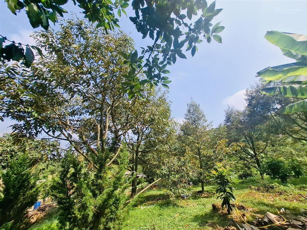 1,4ha  nhà vườn lộc đức  lâm đồng  sẵn 400m2 thổ cư. ao, suối cây ăn trái chỉ 4,9 tỷ