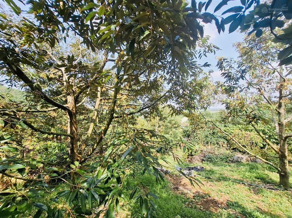 1,4ha  nhà vườn lộc đức  lâm đồng  sẵn 400m2 thổ cư. ao, suối cây ăn trái chỉ 4,9 tỷ