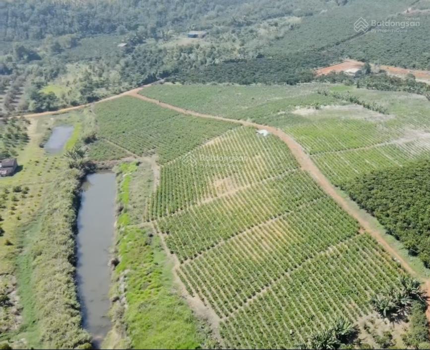 320tr/sào  cho 2,6 ha lộc ngãi  bảo lâm  lâm đồng