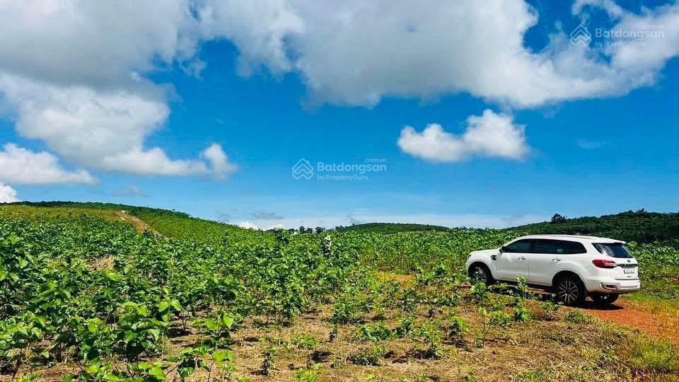 320tr/sào  cho 2,6 ha lộc ngãi  bảo lâm  lâm đồng
