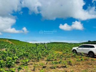320tr/sào  cho 2,6 ha lộc ngãi  bảo lâm  lâm đồng
