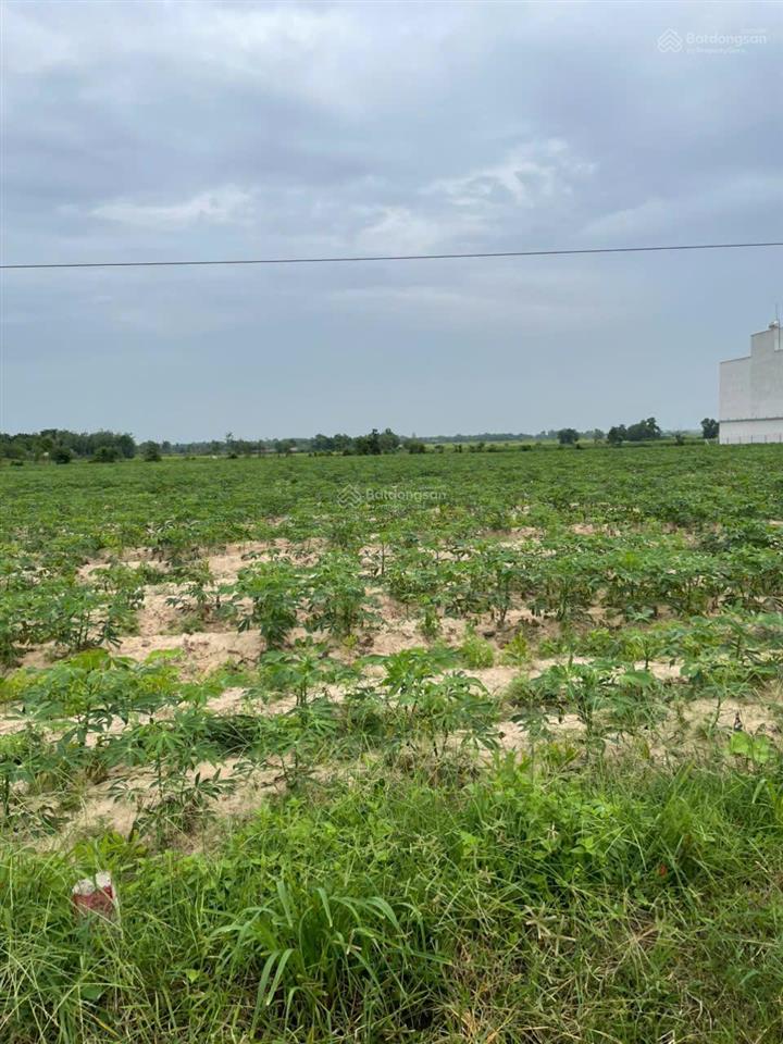 Bán gần 3 mẫu đất trồng tràm dưới ấp cây ổi, hòa thạnh, tây ninh.  0919 093 ***