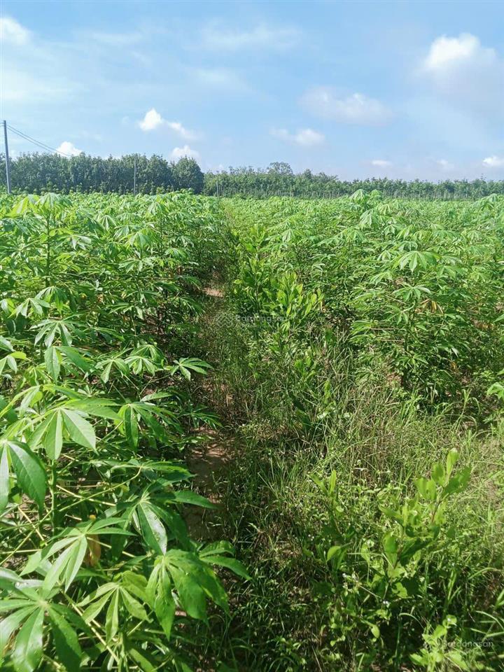 Bán gần 3 mẫu đất trồng tràm dưới ấp cây ổi, hòa thạnh, tây ninh.  0919 093 ***