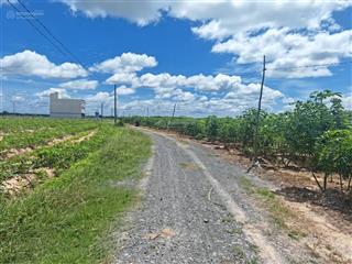 Bán gần 3 mẫu đất trồng tràm dưới ấp cây ổi, hòa thạnh, tây ninh.  0919 093 ***