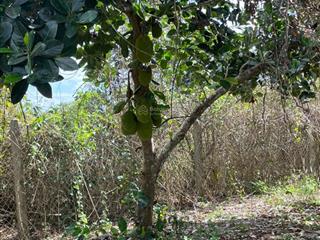 Bán mảnh đất xuân tâm giá 390 triệu  sổ hồng riêng  còn thương lượng