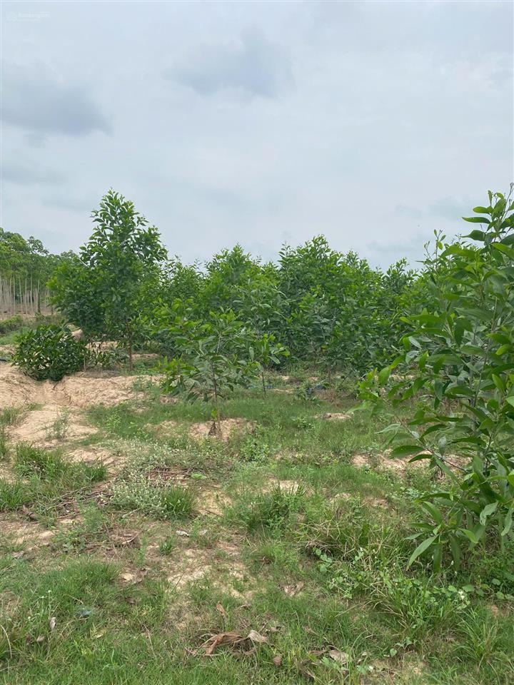 Nhà ở sài gòn cần bán 1 mẫu đất dưới xã hòa thạnh, tây ninh. cần bán rất gấp!