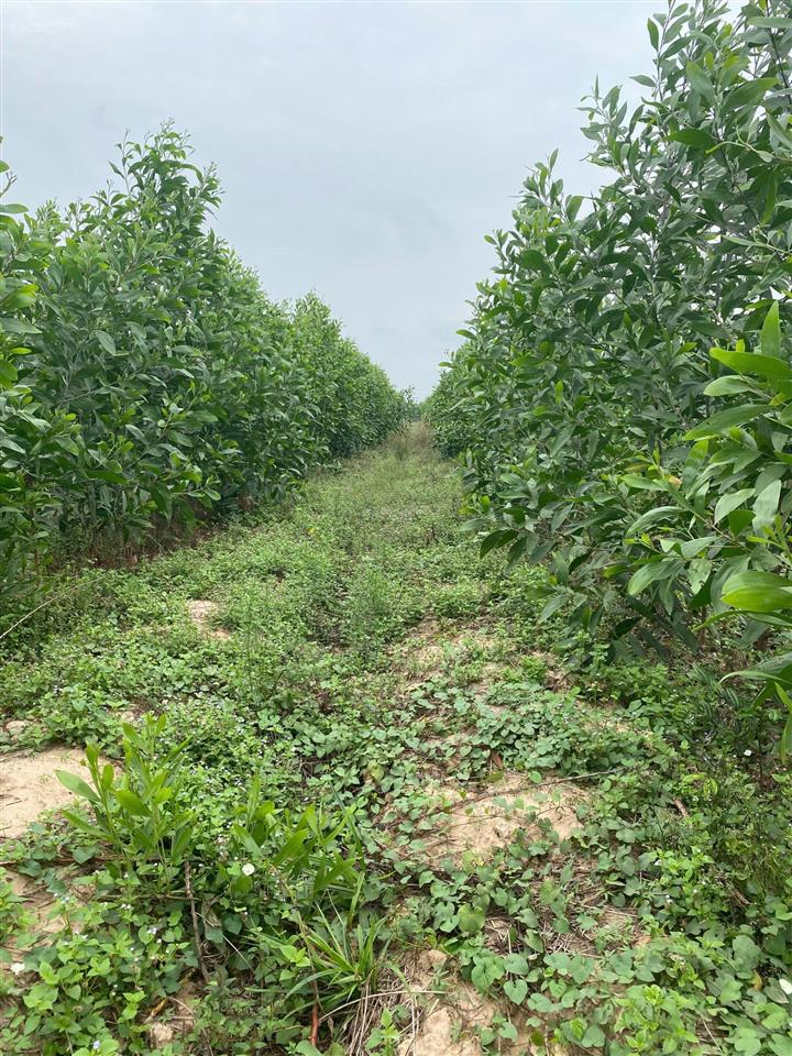 Nhà ở sài gòn cần bán 1 mẫu đất dưới xã hòa thạnh, tây ninh. cần bán rất gấp!