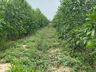 Nhà ở sài gòn cần bán 1 mẫu đất dưới xã hòa thạnh, tây ninh. cần bán rất gấp!