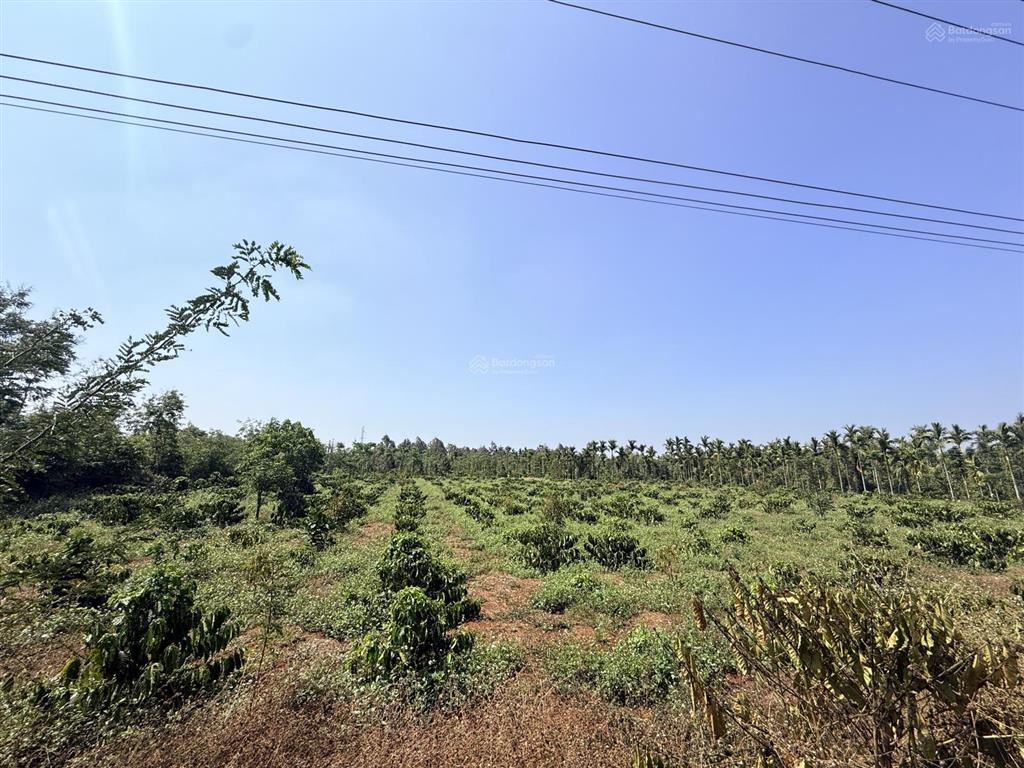 6,3 sào (75x85m) góc 2 mặt đường nhựa buôn triết hẻm cấp 1 ql27 cư kuin giá 650tr/sào quỳnh anh
