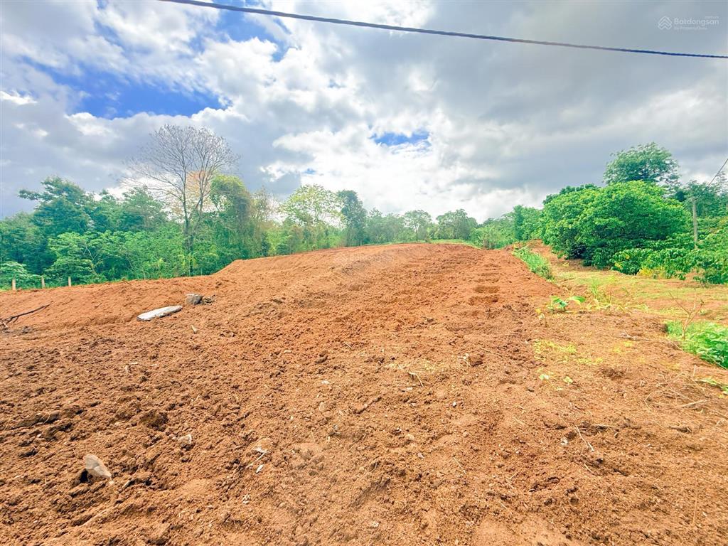 5,5 sào đất đỏ bazan buôn ko đung 260tr/sào cách ngã 6 đúng 14km quỳnh anh
