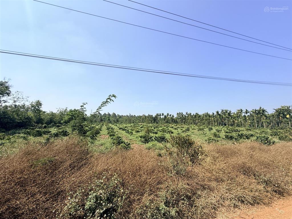 6,3 sào (75x85m) góc 2 mặt đường nhựa buôn triết hẻm cấp 1 ql27 cư kuin giá 3,9 tỷ quỳnh anh