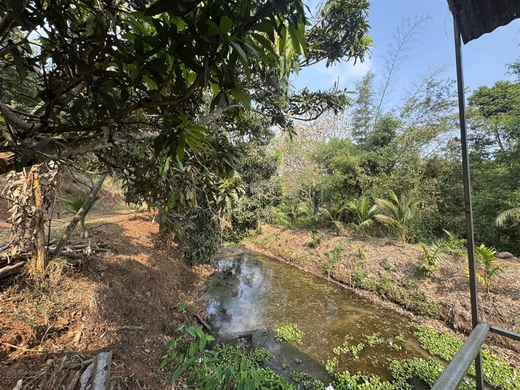 2,5ha đất đồi ôm suối 400m cuối thôn 1 cách chợ đạt lý 5km thuộc ea pốk giá 9,5 tỷ