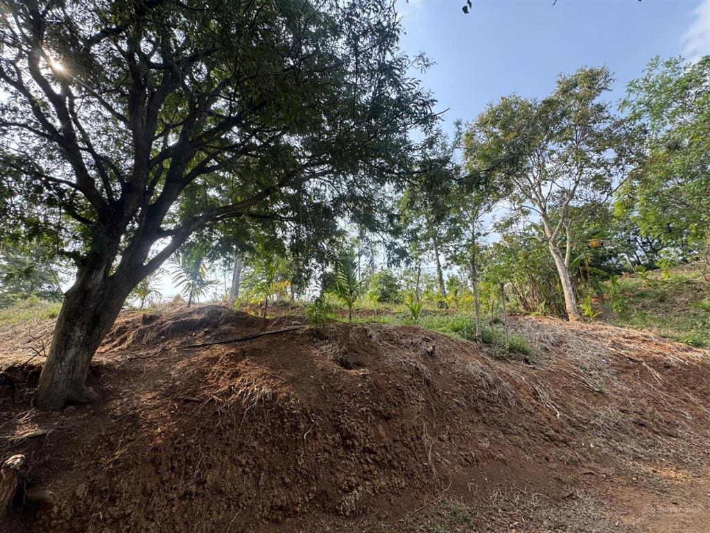 2,5ha đất đồi ôm suối 400m cuối thôn 1 cách chợ đạt lý 5km thuộc ea pốk giá 9,5 tỷ